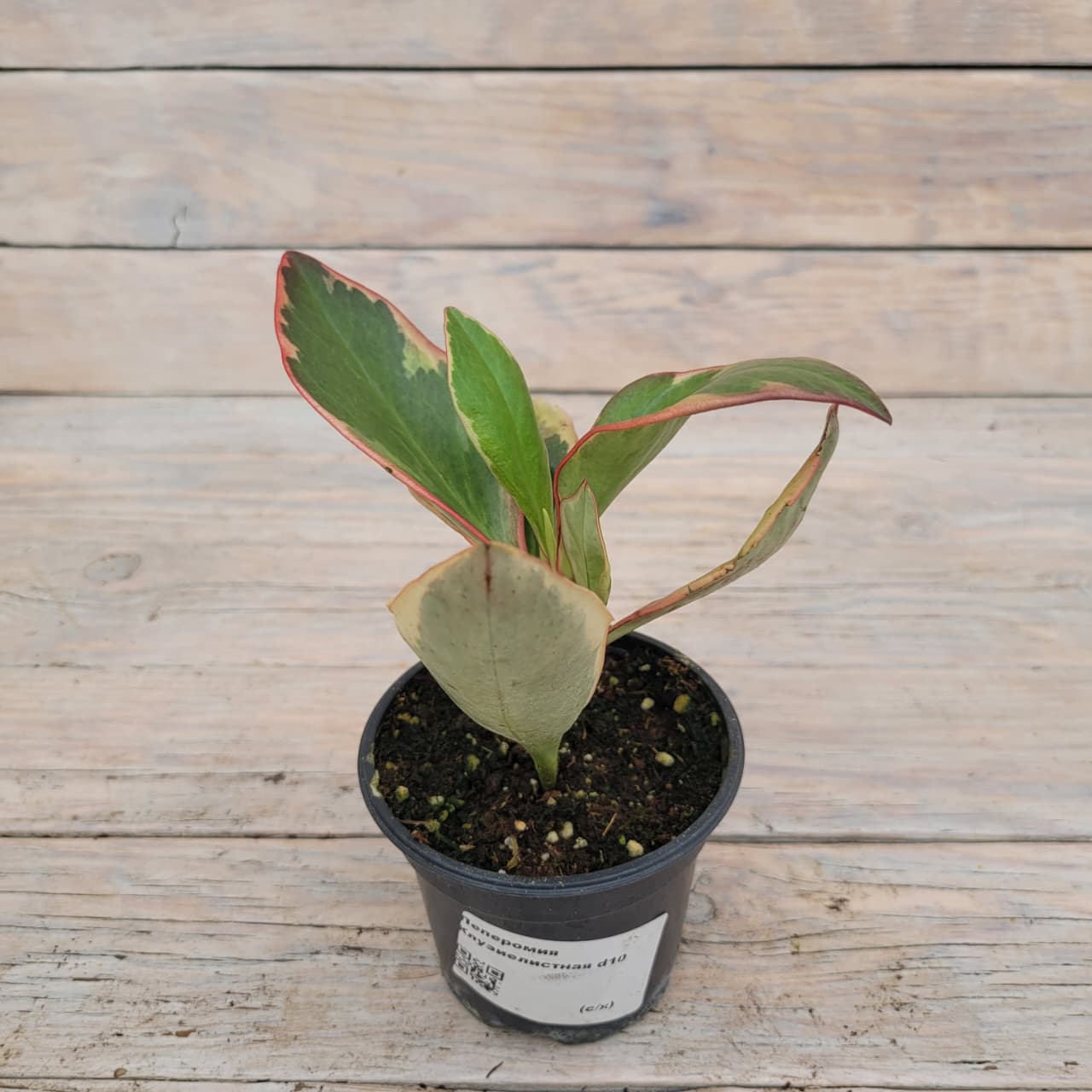 d459c312-e39e-46de-8ec7-d1fd8bf629d1 Пеперомия Клузиелистная d10 — изображение 1