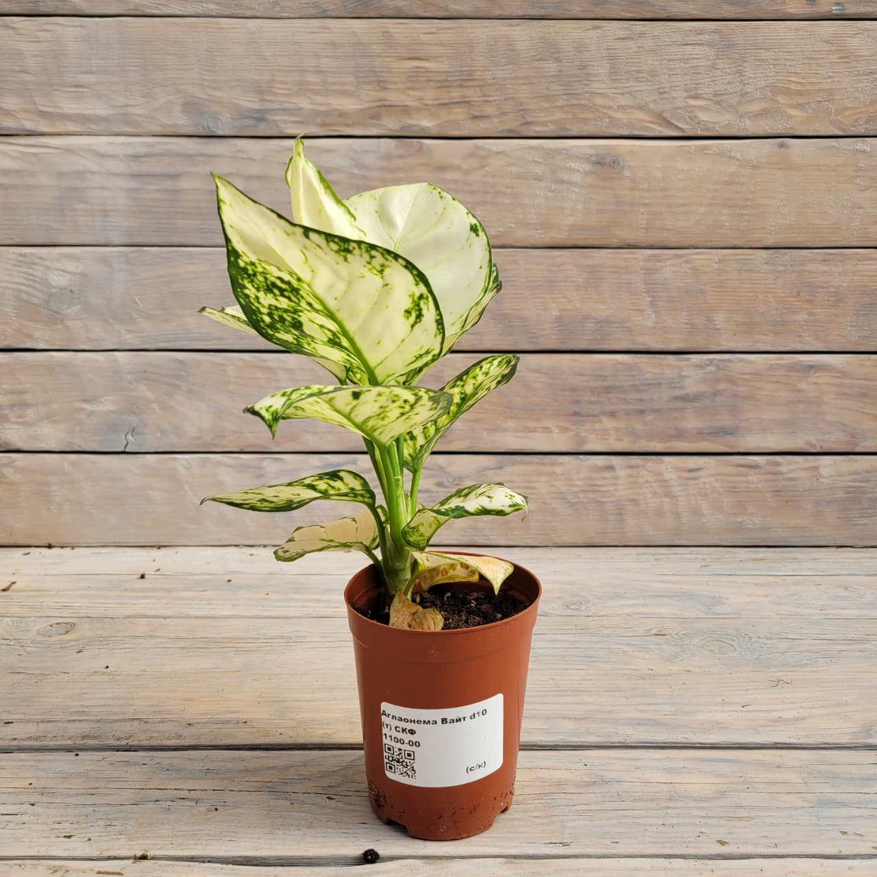 db619a62-1166-4e62-bb50-4ee79cffc39c Аглаонема Вайт d10 — изображение 1