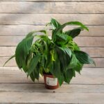 Спатифиллум Ваин Грейд d10