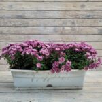 Хризантема Мультифлора балконный ящик 60 см