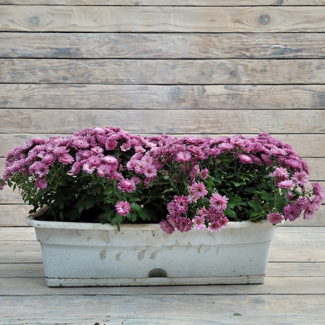 e43adca7-7b73-411a-bd08-212144705cb1 Хризантема Мультифлора балконный ящик 60 см — изображение 1