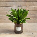 Драцена Сан Год d11