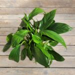 Спатифиллум Ваин Грейд d10 — изображение 2