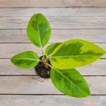 Фикус Баньян Голден d10 — изображение 2