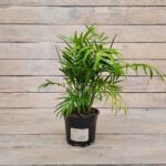 Хамедорея "Chamaedorea" d12