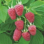 Малина Подарок Казакова 2л