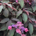 Гортензия  шероховатая Хот Шоколейт "Hot Chocolate" d23