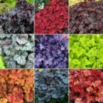 Гейхера (БЕЗ СОРТА)  d9-10