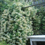 Жимолость Каприфоль (без сорта) d9-10