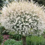 Ива Хакуро Нишики 3л