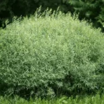 Ива пурпурная На-На 5 л