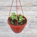 Крестовник кашпо d15