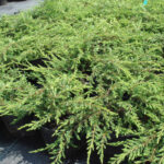 Можжевельник обыкновенный Репанда d9-10