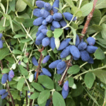 Жимолость Колин "Colin" d9-10