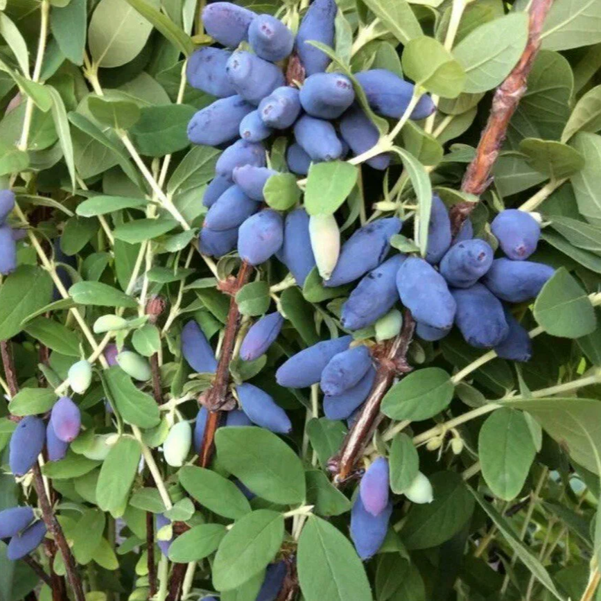 orig (2) Жимолость Колин "Colin" d9-10 — изображение 1