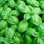 Базилик овощной d12