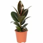 Фикус Эластика d19