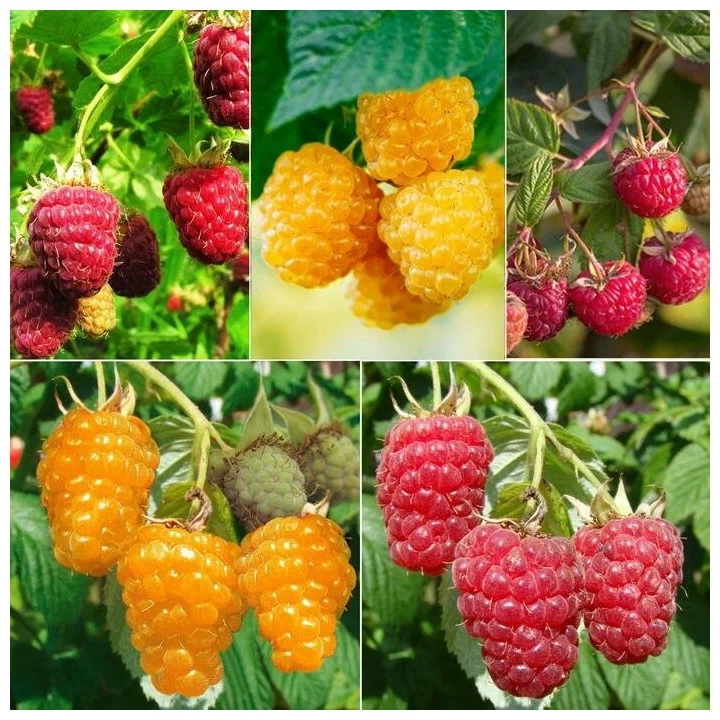 orig (2) Малина микс (БЕЗ СОРТА) 3,5л — изображение 1