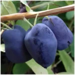 Жимолость Бореал Бьюти "Boreal Beauty" d9-10