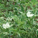 Бузина черная Вариегата 3л