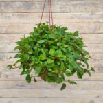 Пеперомия магнолиелистная (головатая) кашпо d23