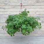 Плектрантус войлочный кашпо d23