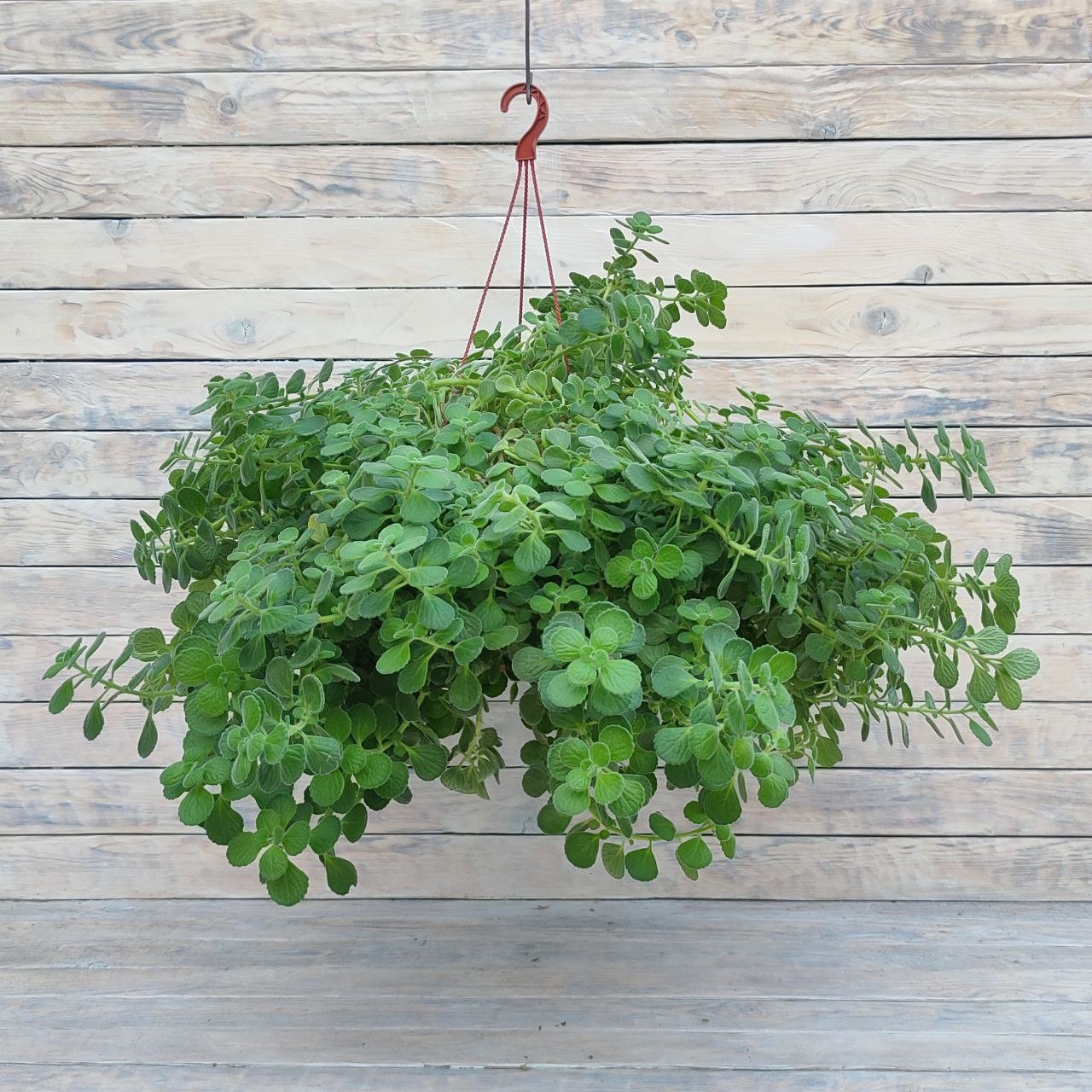 Плектрантус войлочный кашпо d23 Плектрантус войлочный кашпо d23 — изображение 1