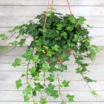 Плющ Хедера кашпо d15