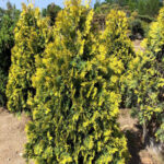 Туя западная Европа Голд "Europa Gold" d9-10