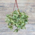 Традесканция белоцветковая (белая) кашпо d23