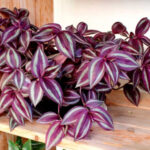 Традесканция Бордовая Бургунди кашпо d15