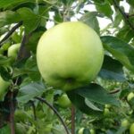 Яблоня Грин Стар "Green Star" 4-5л