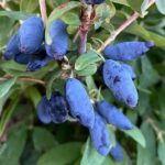 Жимолость Синяя птица 10л