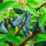 Жимолость Сувенир 10л