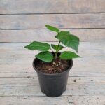 Гибискус (китайская роза) d12