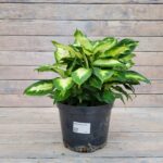 Диффенбахия d21 (т)