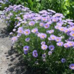 Астра многолетняя d19