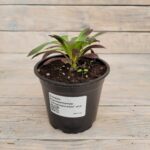 Эониум Атропурпуреум "Atropurpureum" d12