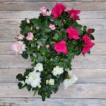 Азалия Микс d12 — изображение 2