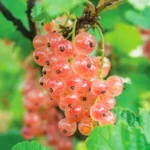 Смородина красная Голландская розовая 2 л