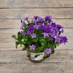 Кампанула d11