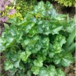 Гейхера Грин Ти "Green Tea" d9-10