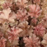 Гейхера Капучино "Cappuccino" d9-10