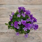 Кампанула d11 — изображение 2