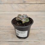 Эчеверия (Эхеверия) Перл Фон Нюрнберг "Perle von Nurnberg" d10