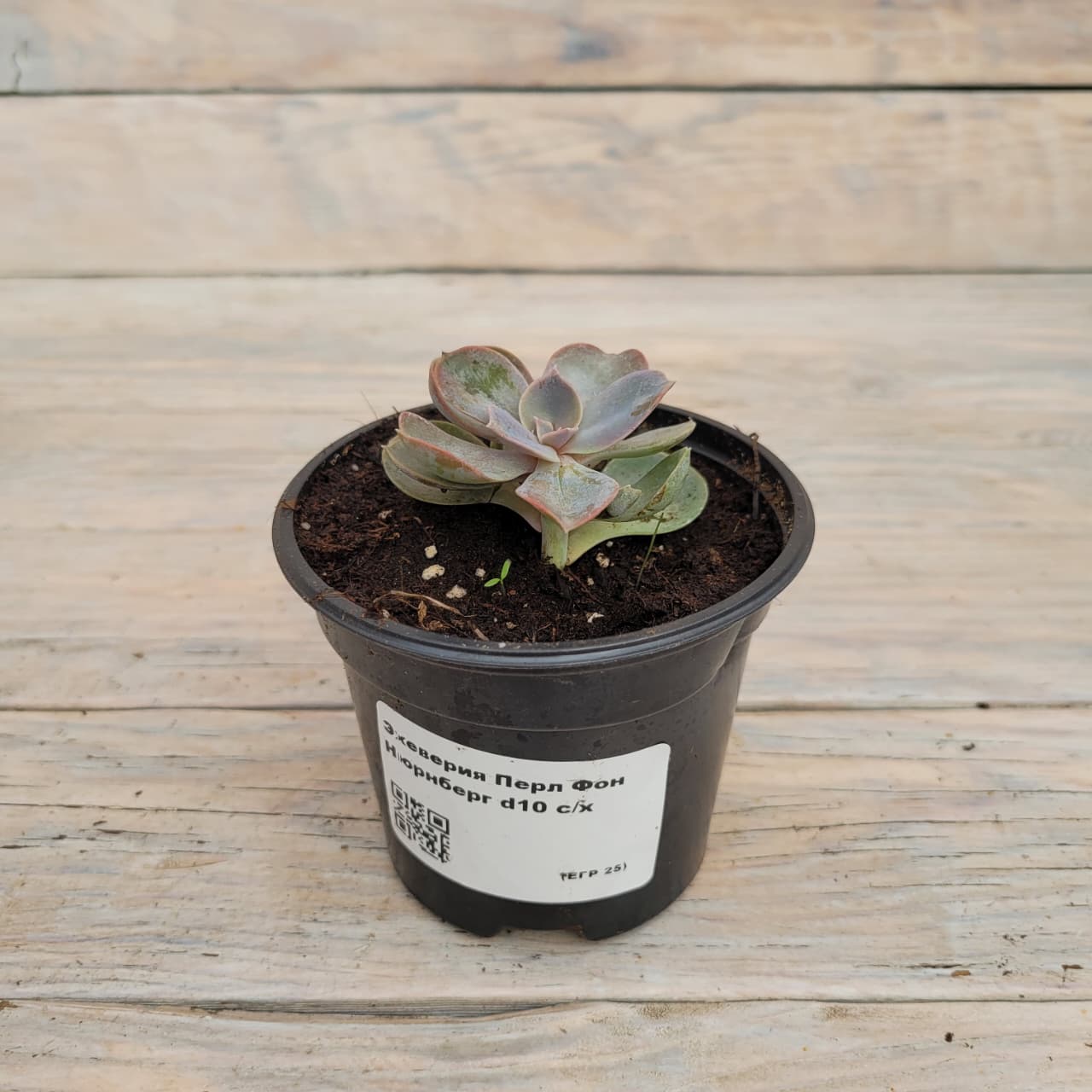165101ae-6452-429a-af4b-5a8ded3e67e3 Эчеверия (Эхеверия) Перл Фон Нюрнберг "Perle von Nurnberg" d10 — изображение 1