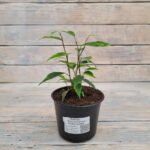 Фикус Бенджамина Анастасия d12