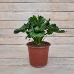 Филодендрон Атом d15