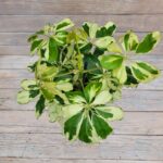 Шеффлера d13 — изображение 2