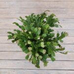 Декабрист d19 — изображение 2